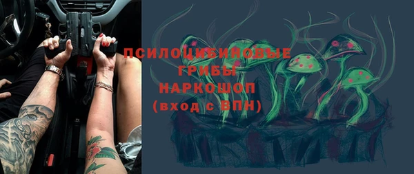 сатива Новозыбков