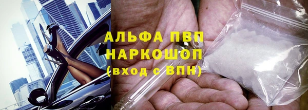 сатива Новозыбков